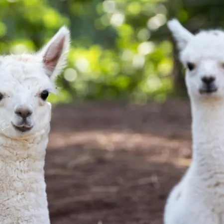 Manoir Des Reves Sauvages Szálloda 3*