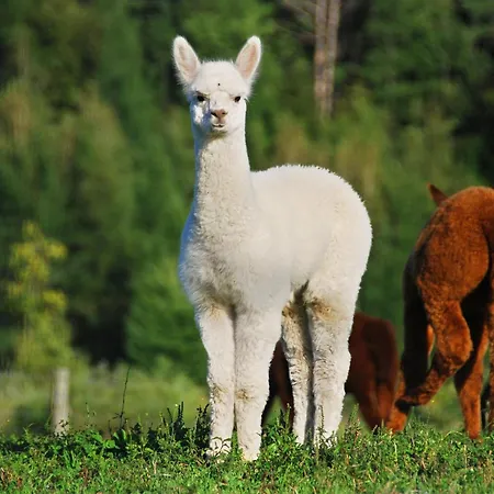 Szálloda Manoir Des Reves Sauvages 3*