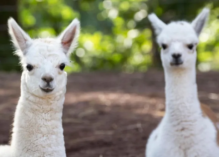 Manoir Des Reves Sauvages Hotel 3*